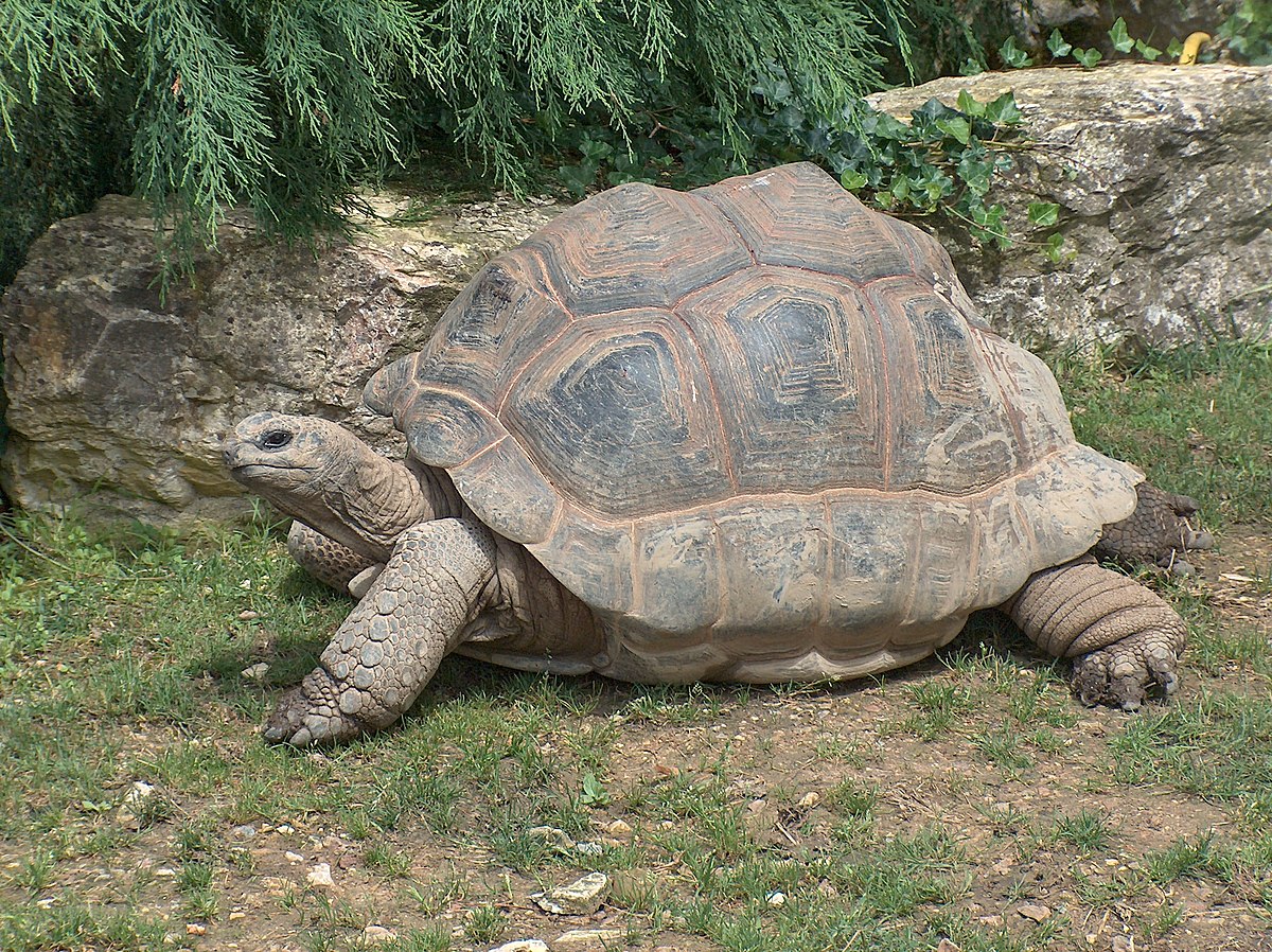 Aldabra_Tortoise