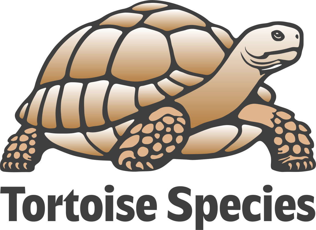 Tortoise Species