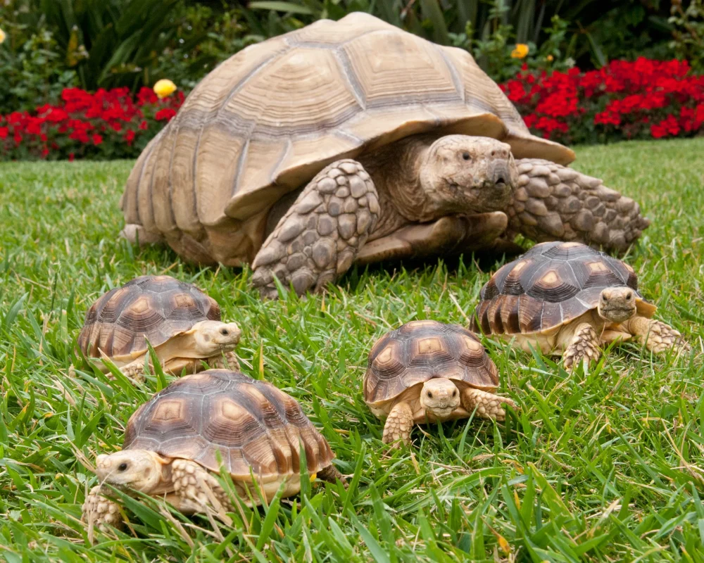 sucata-tortoises