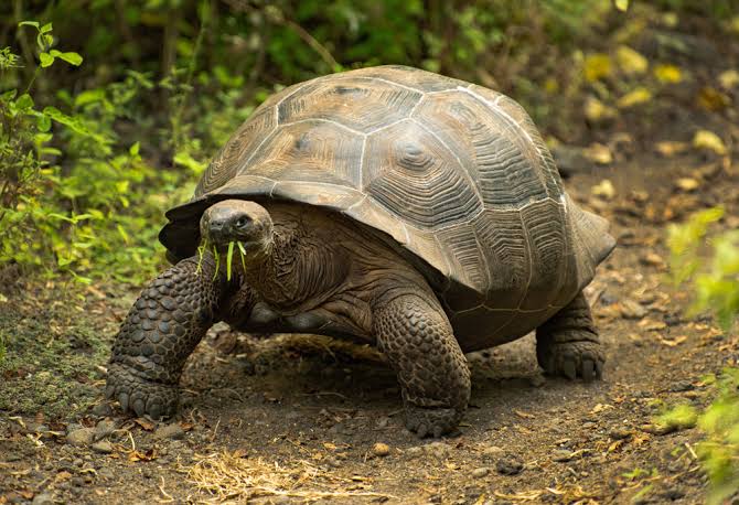 Galápagos Tortoise