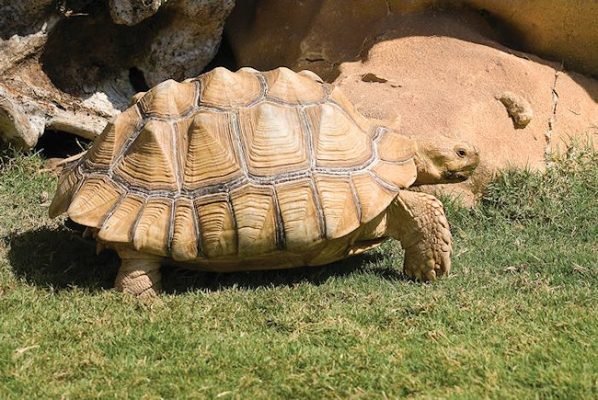 African Spurred Tortoise (Geochelone sulcata)