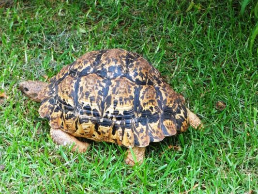 Leopard-tortoise