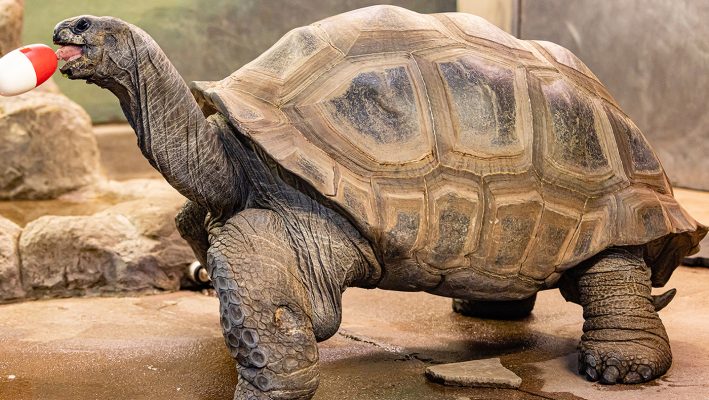 Aldabra-Tortoise