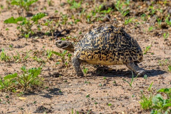 Leopard-tortoise