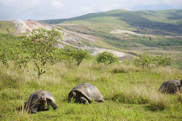 Galápagos Tortoise