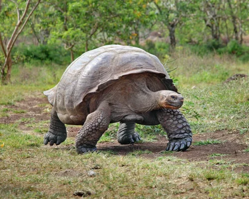 Galapagos_Tortoise