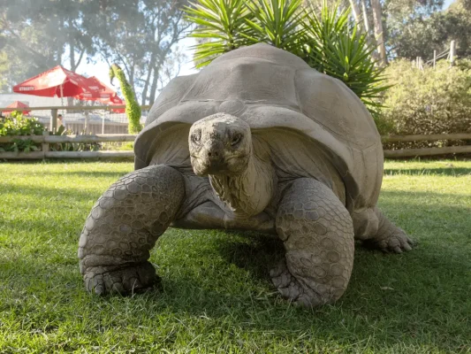 Giant-Tortoise