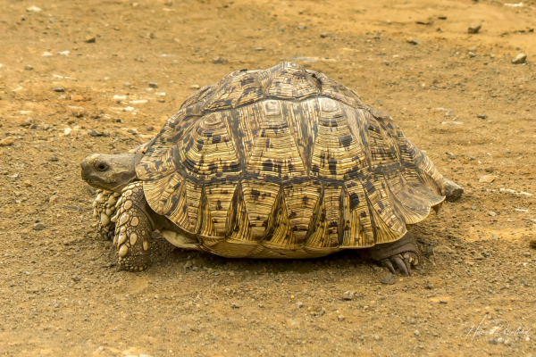 Leopard-tortoise