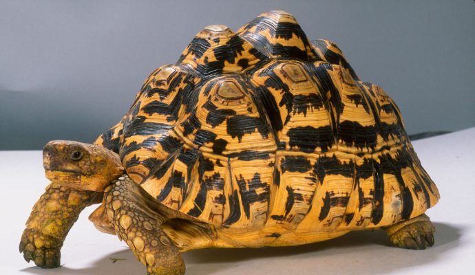 Leopard-tortoise