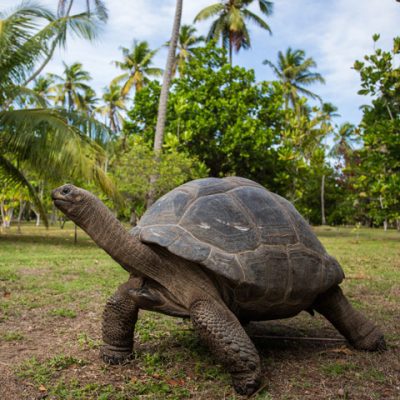 Aldabra-Tortoise