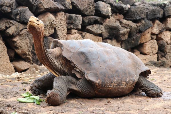 Galápagos Tortoise