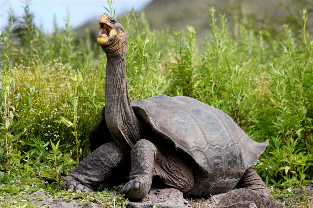 Galapagos_Tortoise