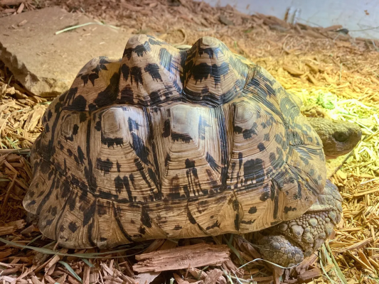 Leopard-tortoise